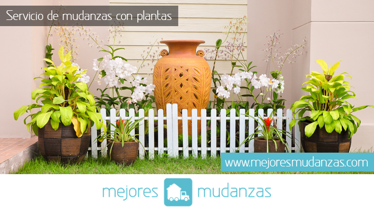 preparar las plantas para una mudanza