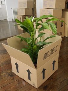 preparar las plantas para una mudanza